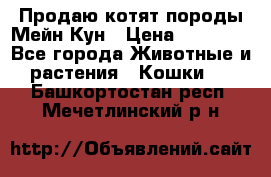 Продаю котят породы Мейн Кун › Цена ­ 12 000 - Все города Животные и растения » Кошки   . Башкортостан респ.,Мечетлинский р-н